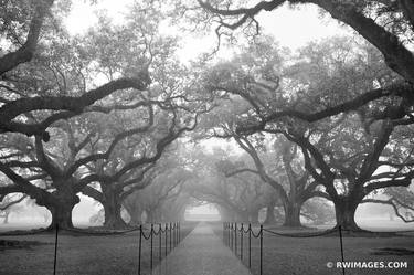 OAK ALLEY PLANTATION IN THE RAIN VACHERIE LOUISIANA BLACK AND WHITE - Limited Edition of 125 thumb