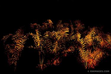FERNS FOREST SUNSET LIGHT SHENANDOAH NATIONAL PARK VIRGINIA COLOR - Limited Edition of 125 thumb