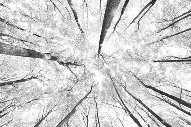 FOREST CANOPY SHENANDOAH NATIONAL PARK VIRGINIA BLACK AND WHITE - Limited Edition of 125 thumb