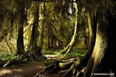 HALL OF MOSSES TRAIL HOH RAINFOREST OLYMPIC NATIONAL PARK - Limited Edition of 125 thumb