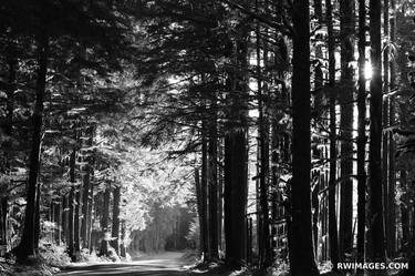 ROAD TO HOH RAINFOREST OLYMPIC NATIONAL PARK PACIFIC NORTHWEST FOREST BLACK AND WHITE - Limited Edition of 125 thumb