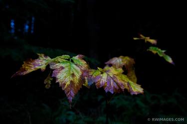 Original Fine Art Nature Photography by Robert Wojtowicz