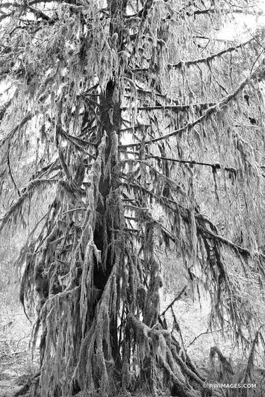 HOH RAINFOREST OLYMPIC NATIONAL PARK WASHINGTON PACIFIC NORTHWEST FOREST BLACK AND WHITE - Limited Edition of 125 thumb