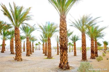 DATE PALMS OASIS DATES DEATH VALLEY CALIFORNIA - Limited Edition of 125 thumb