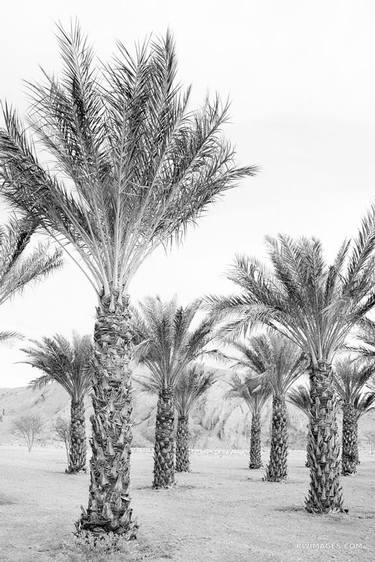 DATE PALMS OASIS DEATH VALLEY CALIFORNIA VERTICAL BLACK AND WHITE - Limited Edition of 125 thumb