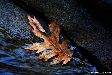 THE LEAF THE ROCK AND THE WATER | STARVED ROCK STATE PARK ILLINOIS NATURE - Limited Edition of 125 thumb