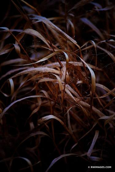 WINTER PRAIRIE MEADOW GRASSES CHICAGO NORTH SHORE RYERSON WOODS FOREST PRESERVE RIVERWOODS ILLINOIS MIDWEST LANDSCAPE NATURE VERTICAL - Limited Editio thumb