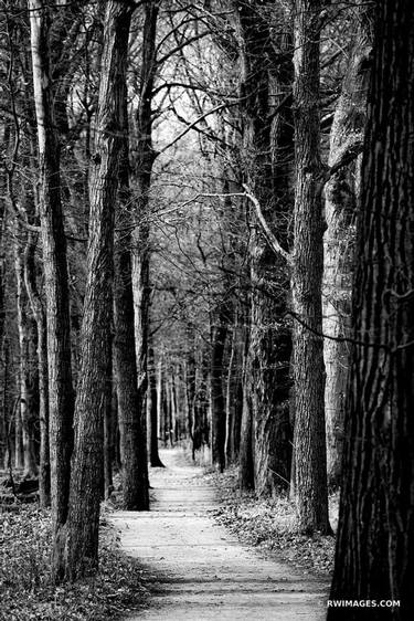 TALL TREES FOREST TRAIL CHICAGO NORTH SHORE RYERSON WOODS FOREST PRESERVE RIVERWOODS ILLINOIS MIDWEST LANDSCAPE NATURE BLACK AND WHITE - Limited Edition of 125 thumb