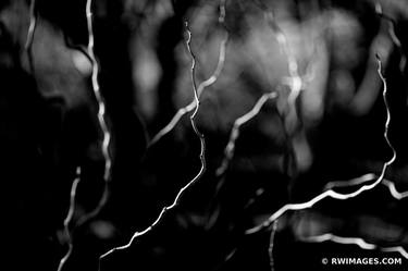 NATURE ABSTRACT CONTORTED MULBERRY SPRING BOTANICALS BLACK AND WHITE - Limited Edition of 125 thumb