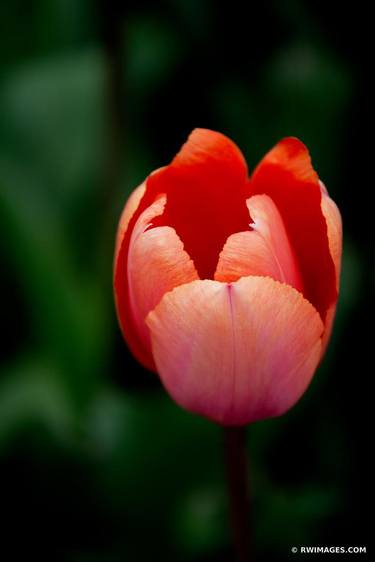 RED TULIP FLOWER SPRING BOTANICALS COLOR VERTICAL - Extra Large Fine Art Baryta Print - Limited Edition of 25 thumb