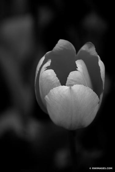 TULIP FLOWER SPRING BOTANICALS BLACK AND WHITE VERTICAL - Extra Large Fine Art Baryta Print - Limited Edition of 25 thumb