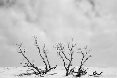 DEAD TREES MOUNT BALDY INDIANA DUNES NATIONAL PARK INDIANA MIDWEST LANDSCAPE NATURE BLACK AND WHITE PHOTOGRAPHY - Limited Edition of 100 thumb