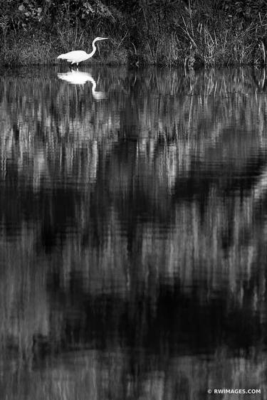 WHITE EGRET BY THE POND PRAIRIE BLACK AND WHITE - Limited Edition of 100 image
