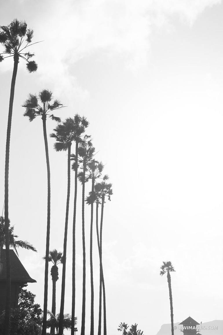 palm trees tumblr photography