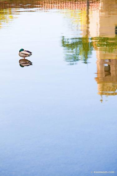 SLEEPING DUCK BALBOA PARK SAN DIEGO CALIFORNIA thumb