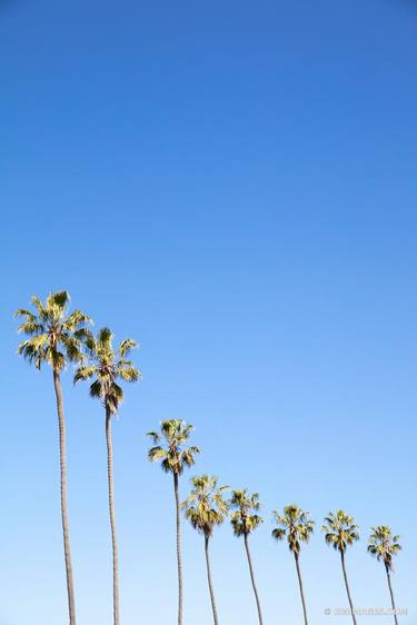 TALL PALM TREES LA JOLLA SAN DIEGO CALIFORNIA COLOR VERTICAL thumb