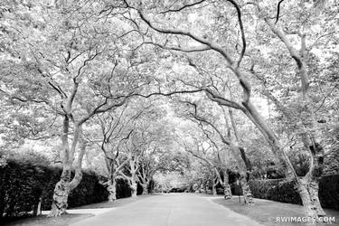 RESIDENTIAL STREET SOUTHAMPTON LONG ISLAND BLACK AND WHITE thumb