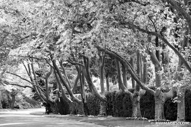 TREES RESIDENTIAL STREET SOUTHAMPTON LONG SLAND BLACK AND WHITEI thumb