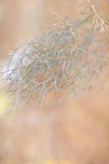 DESERT PLANTS JOSHUA TREE NATIONAL PARK CALIFORNIA thumb