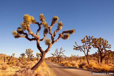 JOSHUA TREE NATIONAL PARK COLOR AMERICAN SOUTHWEST DESERT thumb