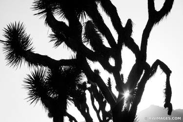 JOSHUA TREE NATIONAL PARK CALIFORNIA BLACK AND WHITE thumb