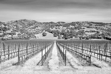 VINEYARD NAPA VALLEY BLACK AND WHITE - Extra Large Fine Art Print thumb