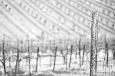 OLD WIRE FENCE VINEYARD NAPA VALLEY - Extra Large Fine Art Print thumb