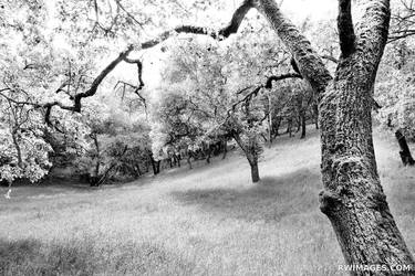 OAK TREES AND A MEADOW NAPA VALLEY - Extra Large Fine Art Print thumb