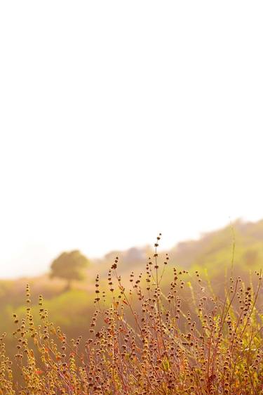 OAK TREE IN THE MEADOW BIG SUR - Extra Large Fine Art Print thumb