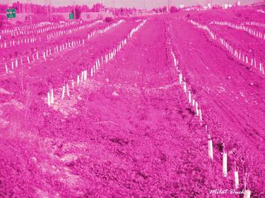 Young Pink Orchard thumb