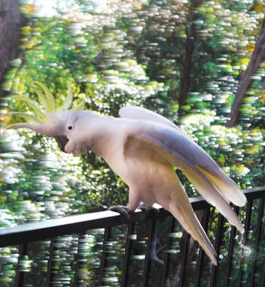 Cockatoo thumb