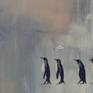 The evolution of penguins to lose the ability to fly granted them the ability to be excellent swimmers.