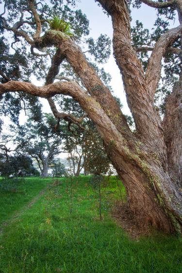 Print of Nature Photography by Deon van Rooyen