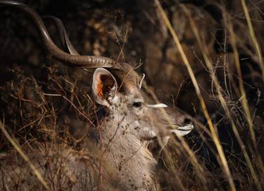 Kudu Bull in the winter veld. thumb