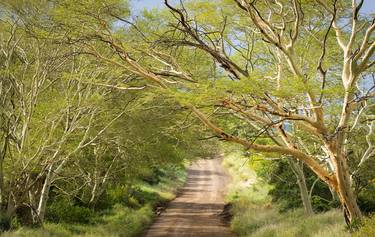 Fever Tree Forest in Zululand thumb