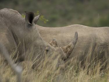 Print of Art Deco Nature Photography by Deon van Rooyen