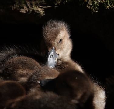 A Grey Teal Duckling in morning light thumb