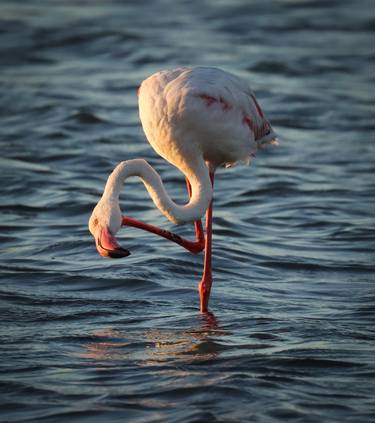 A Desert Greater Flamingo thumb