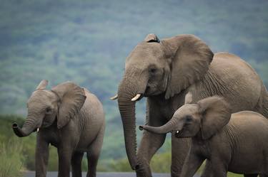 Elephants from Africa. thumb