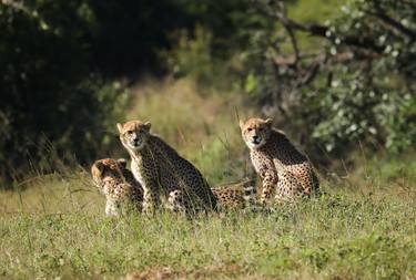 Saatchi Art Artist Deon van Rooyen; Photography, “Cheetah Family in Africa” #art