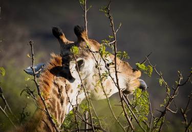 Saatchi Art Artist Deon van Rooyen; Photography, “African Giraffe tongue reaching out for food.” #art