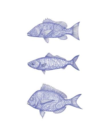 Print of Fish Drawings by Deon van Rooyen