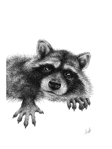 The Raccoon thumb