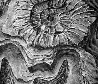 ammonite black and white print thumb