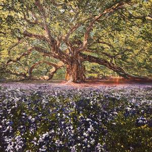 Sunlit Dreams in the Bluebonnets Field