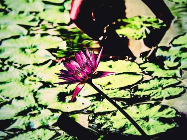 Glowing Lotus Flower thumb