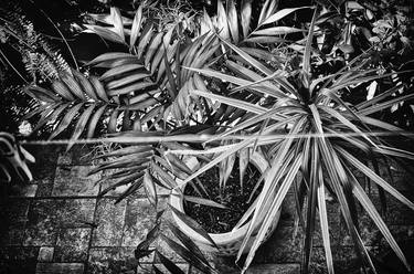 Print of Surrealism Garden Photography by Jo Vallianatou