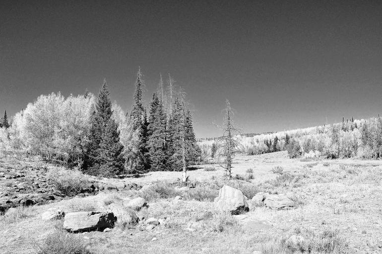 Cedar Breaks Utah Photography by Cynthia Chambers | Saatchi Art