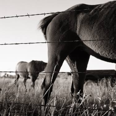 Original Fine Art Horse Photography by Patricia Hussey