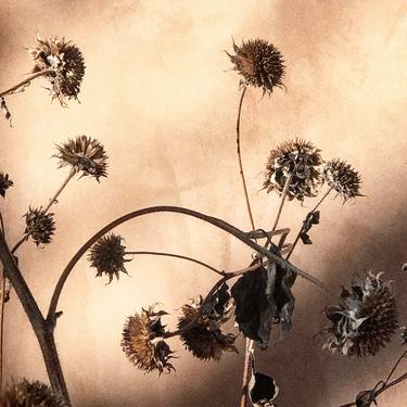 Original Fine Art Nature Photography by Patricia Hussey